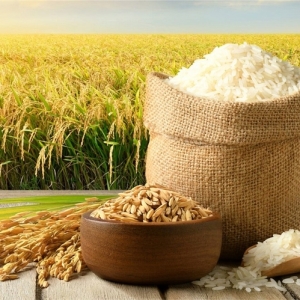 gia-lua-gao-hom-nay-111125