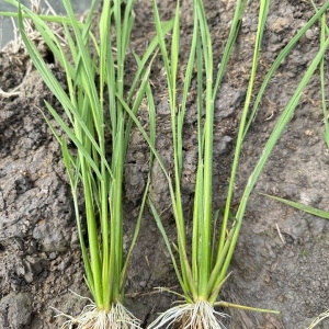 giai-phap-xu-ly-buou-re-tren-lua