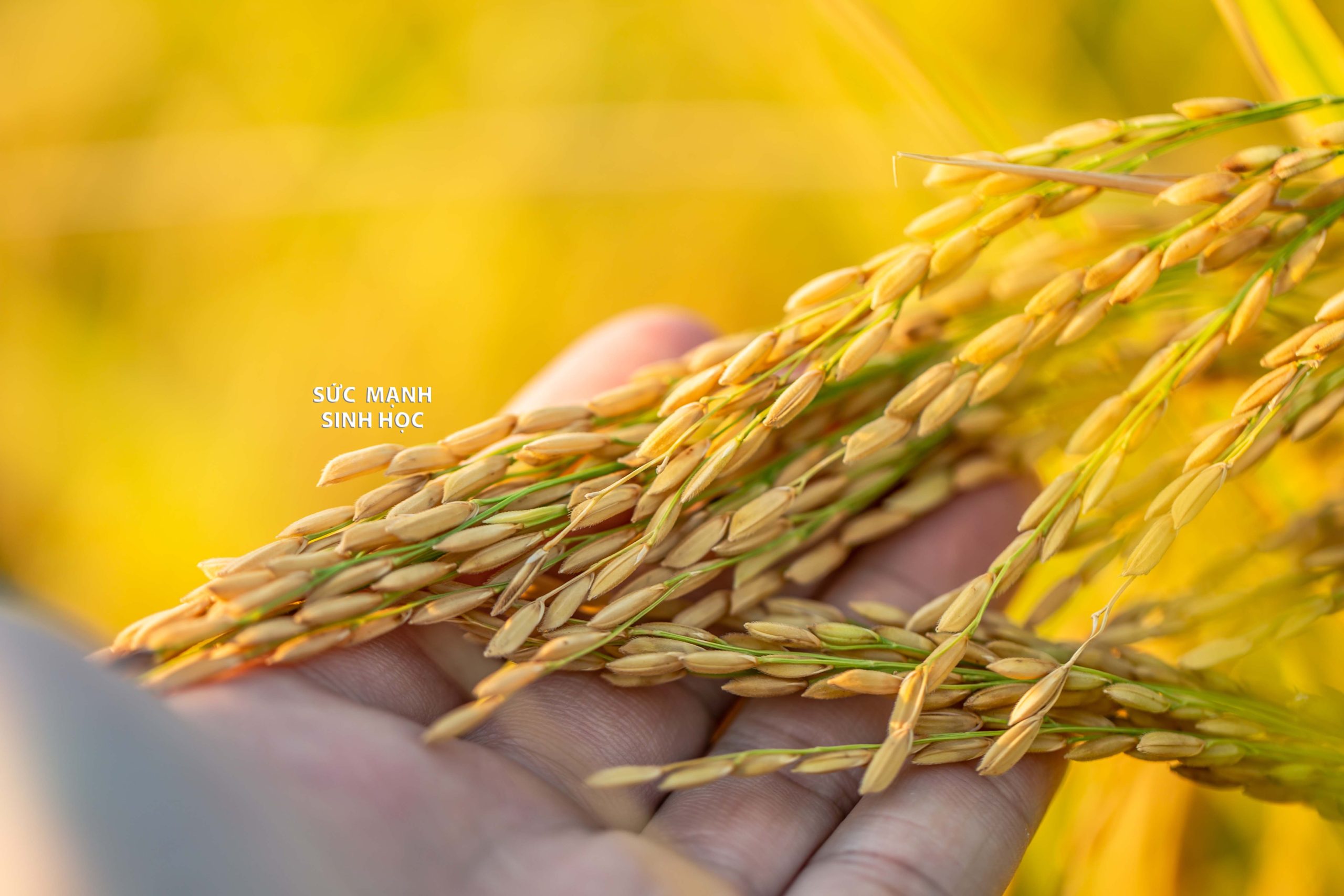 A piece of golden rice, rice waiting to be harvested